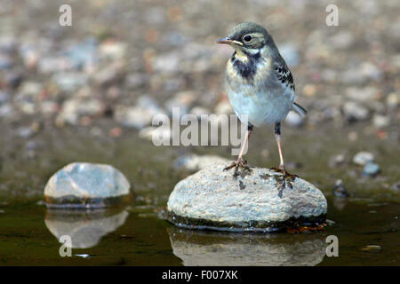 Trauerschnäpper Bachstelze, Pied Bachstelze (Motacilla Alba), Juvenile auf einem Stein im Wasser, Deutschland Stockfoto