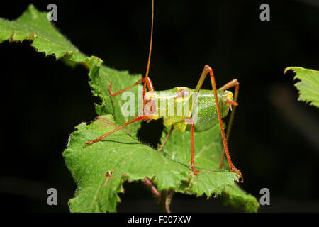 Bushcricket (Barbitistes Yersini, Barbitistes Dalmatinus), sitzt auf einem Blatt Stockfoto