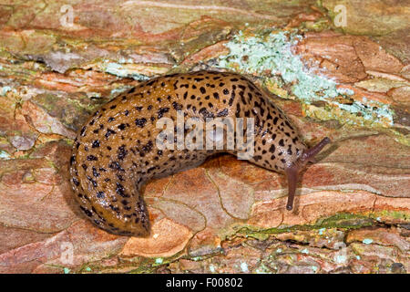 Riesen Gardenslug, europäischen Riesen Gardenslug, große graue Schnecke, gefleckte Garten Slug (Limax Maximus), kriechend auf Holz, Deutschland Stockfoto