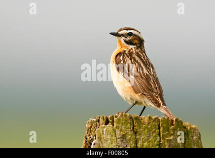 Braunkehlchen (Saxicola Rubetra) männlich auf den Ausblick, Deutschland Stockfoto