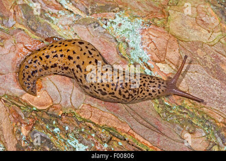 Riesen Gardenslug, europäischen Riesen Gardenslug, große graue Schnecke, gefleckte Garten Slug (Limax Maximus), kriechend auf Holz, Deutschland Stockfoto