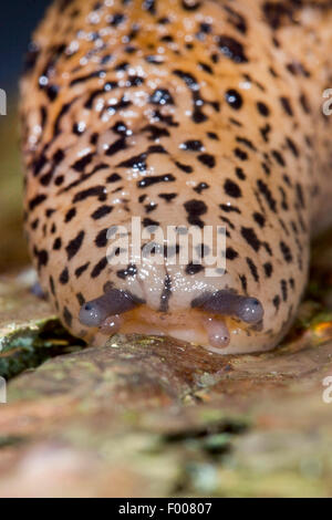 Riesen Gardenslug, europäischen Riesen Gardenslug, große graue Schnecke, gefleckte Garten Slug (Limax Maximus), Fühler, Deutschland Stockfoto