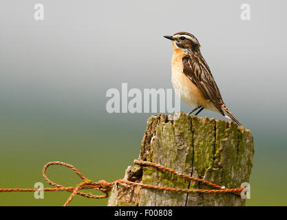 Braunkehlchen (Saxicola Rubetra) männlich auf den Ausblick, Deutschland Stockfoto