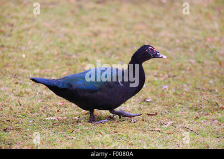 Barbarie-Ente (Cairina Moschata), auf einer Wiese Stockfoto