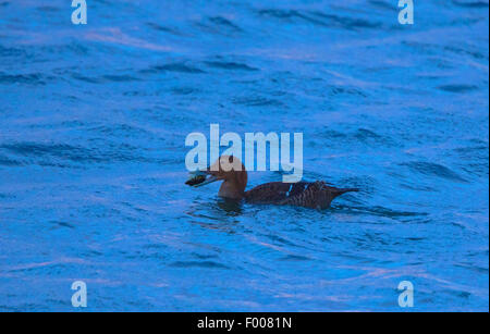 Gemeinsame Eiderente (Somateria Mollissima), Weibliche schwimmen im Meer speist eine Muschel, Norwegen, VesterÕlen, Insel und° ya, Andenes Stockfoto
