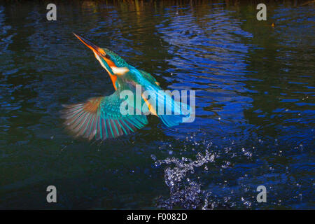 Fluss-Eisvogel (Alcedo Atthis), weibliche ausziehen das Wasser nach dem unwirksamen Angeln, Deutschland, Bayern Stockfoto