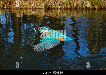 Fluss-Eisvogel (Alcedo Atthis), ausziehen des Flusses mit Fisch in der Rechnung, Deutschland, Bayern Stockfoto