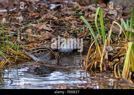 Bekassine (Gallinago Gallinago), auf das Futter, Deutschland, Bayern Stockfoto