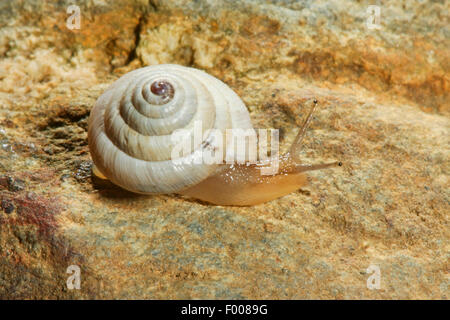 Heide-Schnecke (Trochoidea Pyramidata, Helicella Pyramidata), kriechend auf einem Felsen Stockfoto