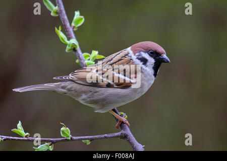 Eurasische Baum Spatz (Passer Montanus), männliche auf einem Zweig, Deutschland Stockfoto