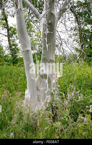 Vogel-Kirsche Hermelin (Yponomeuta Evonymella, Yponomeuta Padi), Raupen Sceletonized den Stamm eines Vogel-Kirsche und gesponnen Stege nur es, Deutschland Stockfoto