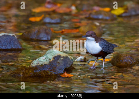 Wasseramseln (Cinclus Cinclus), auf den Feed in einem Bach, Deutschland, Bayern Stockfoto