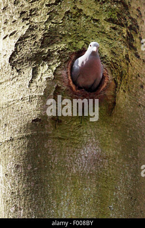 Lager-Taube (Columba Oenas), sieht aus der Zucht Höhle, Deutschland Stockfoto