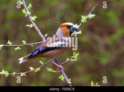 Kernbeißer (Coccothraustes Coccothraustes) männlich auf einem Zweig, Deutschland Stockfoto