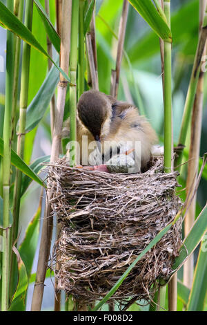 Eurasische Kuckuck (Cuculus Canorus), frisch geschlüpften Küken im Nest eine Rohrsänger, die anderen Eiern vom Warbler aus dem Nest Rollen, indem man sie mit dem Rücken über den Rand, Deutschland Stockfoto