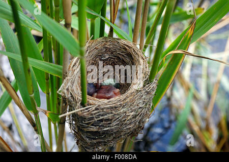 Eurasische Kuckuck (Cuculus Canorus), frisch geschlüpften Küken im Nest der Rohrsänger, Deutschland Stockfoto