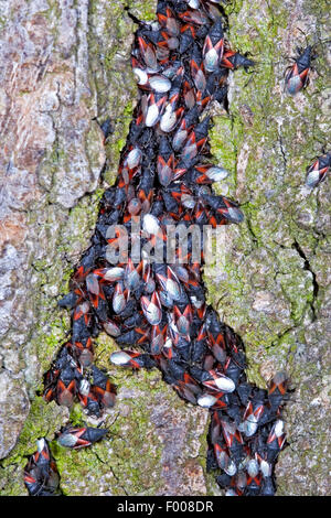 Malve Samen Bug, Kalk Samen Bug (Oxycarenus Lavaterae), mehrere auf einem Baumstamm, Deutschland Stockfoto