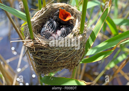 Eurasische Kuckuck (Cuculus Canorus), Küken im Nest der Rohrsänger, Deutschland Stockfoto