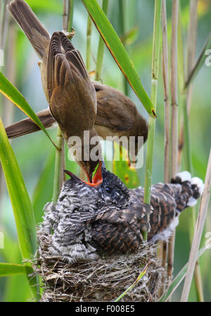 Eurasische Kuckuck (Cuculus Canorus), junge im Nest der Rohrsänger, Eltern, die Fütterung der Kuckuck Küken, Deutschland Stockfoto