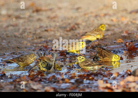 Goldammer (Emberiza Citrinella), Gruppe Bäder in einer Pfütze, Deutschland Stockfoto