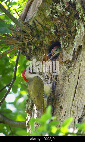 Grünspecht (Picus Viridis), männliche sitzen an den Specht Hohlraum mit Betteln Biotechnik, Deutschland Stockfoto