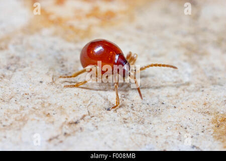 Glatte Spinne Käfer, Buckel Beetle, glänzende Spinne Käfer (Gibbium Psylloides), auf dem Boden, Deutschland Stockfoto