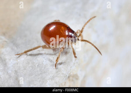 Glatte Spinne Käfer, Buckel Beetle, glänzende Spinne Käfer (Gibbium Psylloides), auf dem Boden, Deutschland Stockfoto