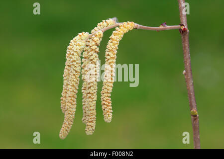 Gemeinsame Hasel (Corylus Avellana), männliche Kätzchen, Deutschland Stockfoto