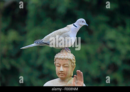 Collared Dove (Streptopelia Decaocto), sitzt auf einer Garten Skulptur, Deutschland Stockfoto