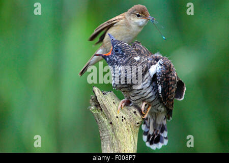 Eurasische Kuckuck (Cuculus Canorus), Rohrsänger Fütterung das flügge Kuckuck Küken mit einer Libelle, Deutschland Stockfoto