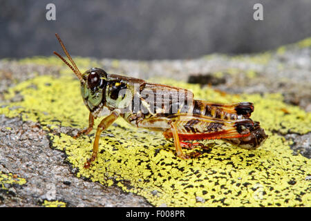 Nordic Berg Grasshopper, hohen Berg Grasshopper (Melanoplus Frigidus, Bohemanella Frigida), Berg-Heuschrecke auf einem Stein, Österreich Stockfoto