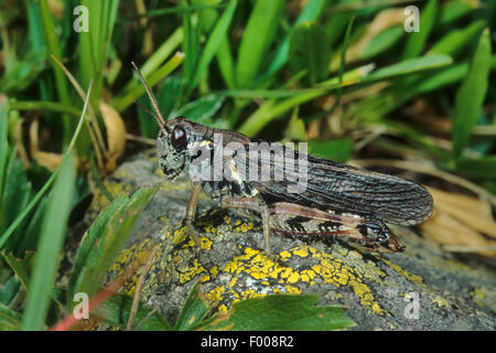 Nordic Berg Grasshopper, hohen Berg Grasshopper (Melanoplus Frigidus, Bohemanella Frigida), weibliche auf einem Stein, Österreich Stockfoto