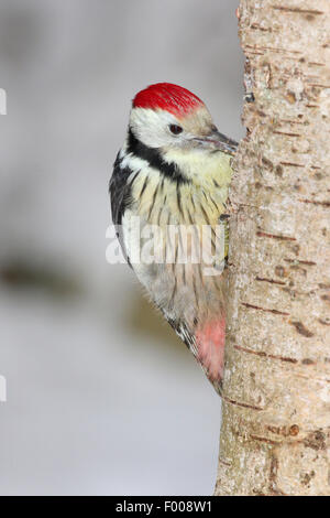 nahen beschmutzt Specht (Picoides Medius, Dendrocopos Medius), auf das Futter an einem Baumstamm, Deutschland Stockfoto