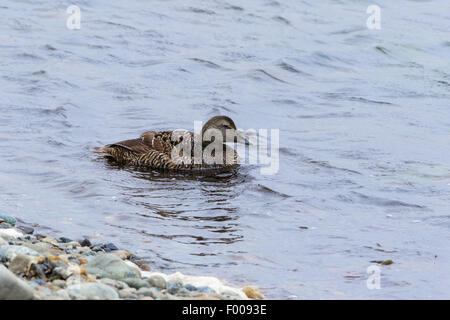 Gemeinsamen Eiderente Somateria Mollissima Erwachsene weibliche schwimmen Stockfoto