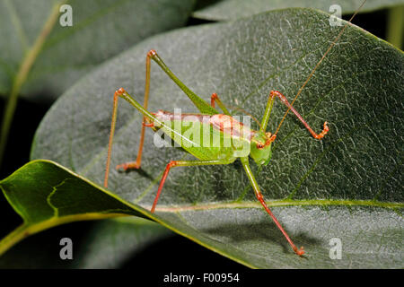 Gefleckte Bushcricket, Speckled Bush-Cricket (Leptophyes Punctatissima), Männchen auf einem Blatt, Deutschland Stockfoto