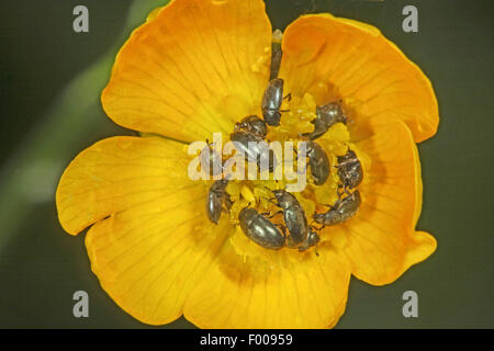 Pollen-Käfer (Meligethes aeneus, Brassicogethes aeneus), viele Sap-Fütterung Käfer sitzen auf eine gelbe Blüte, Hintergrund grün, Deutschland Stockfoto