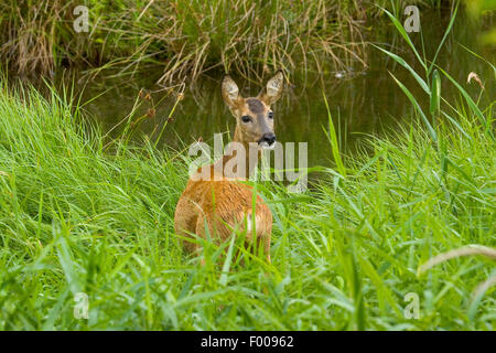 Reh (Capreolus Capreolus), Doe hohes Gras auf einer Uferpromenade, Deutschland Stockfoto