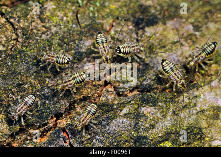 Rinde Laus (Psococerastis Gibbosa), auf Rinde, Deutschland Stockfoto