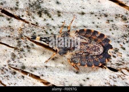 Flatbug (Aradus versicolor), Deutschland Stockfoto