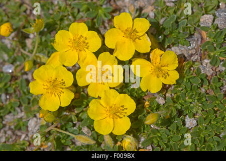 Alpine Zistrose (Helianthemum Oelandicum SSP. Alpestre) blühen, Deutschland Stockfoto