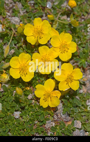 Alpine Zistrose (Helianthemum Oelandicum SSP. Alpestre) blühen, Deutschland Stockfoto