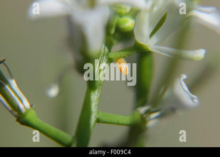 Orange-Tip (Anthocharis Cardamines), Ei auf Jack durch die Hecke, Deutschland, Bayern Stockfoto