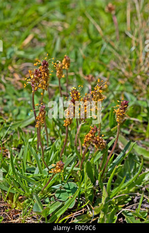 Alpine Wegerich (Plantago Alpina), blühen, Deutschland Stockfoto