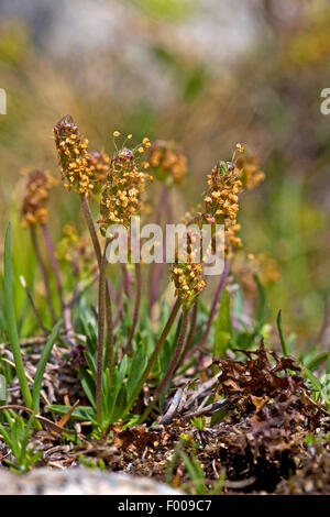 Alpine Wegerich (Plantago Alpina), blühen, Deutschland Stockfoto