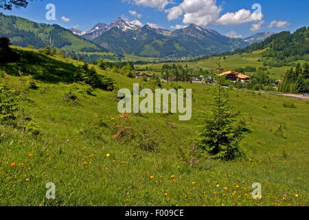 Globeflower (Trollblume Europaeus), Bergwiese mit Trollblumen in der Nähe von Graen, Österreich, Tyrol Stockfoto