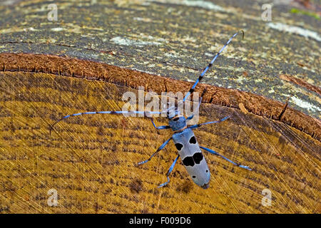 Rosalia Art (Rosalia Alpina), männliche bei Anmeldung, Deutschland Stockfoto