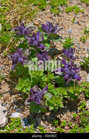 Alpine Bartsia, Velvetbells (Bartsia Alpina), Blütenstand, Deutschland Stockfoto