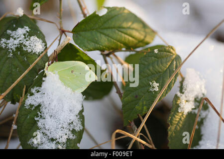 Zitronenfalter (Gonepteryx Rhamni), Schmetterling, Überwinterung im Schnee, Deutschland, Bayern Stockfoto