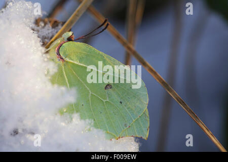 Zitronenfalter (Gonepteryx Rhamni), männliche Schmetterling Überwinterung in Schnee, Deutschland, Bayern Stockfoto