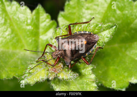 Wald-Fehler (Pentatoma Art), sitzt auf einem Blatt, Deutschland Stockfoto